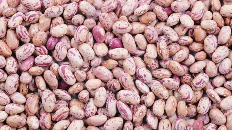 خرید و فروش لوبیا چیتی سفید با شرایط فوق العاده